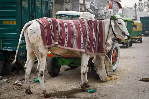 Indiai tehén szarva — Stock Fotó