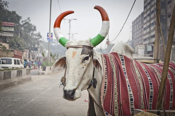 Indyjskie krowy z rogami — Zdjęcie stockowe