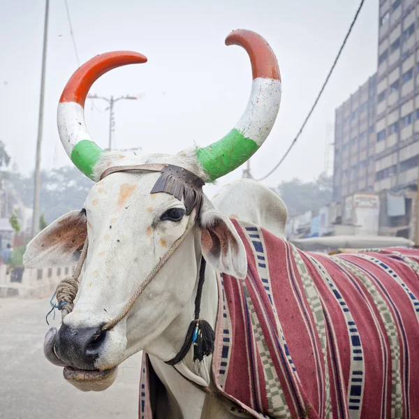 Vaca india con cuernos —  Fotos de Stock
