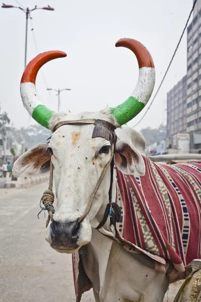 Vaca india con cuernos —  Fotos de Stock