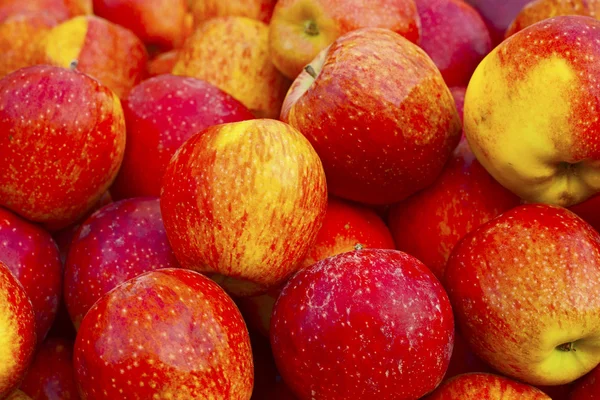 Röd mogen och gult äpple — Stockfoto