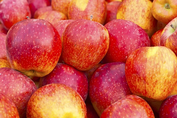 Röd mogen och gult äpple — Stockfoto
