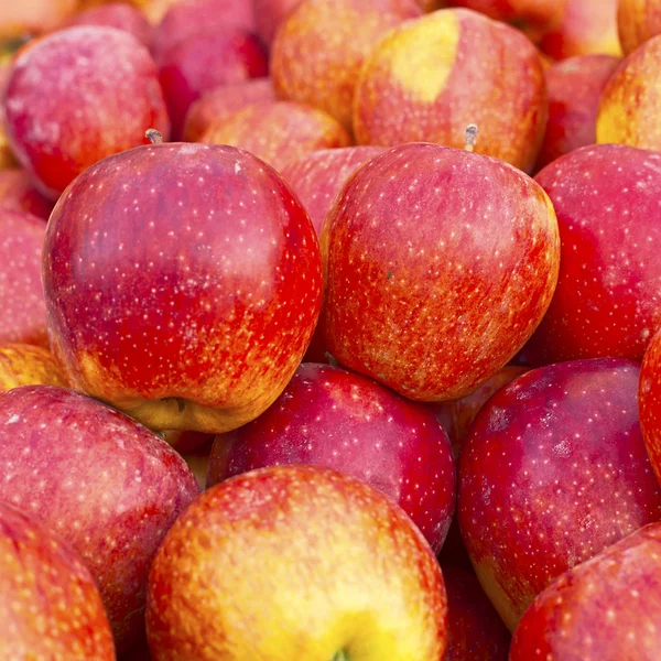 Röd mogen och gult äpple — Stockfoto