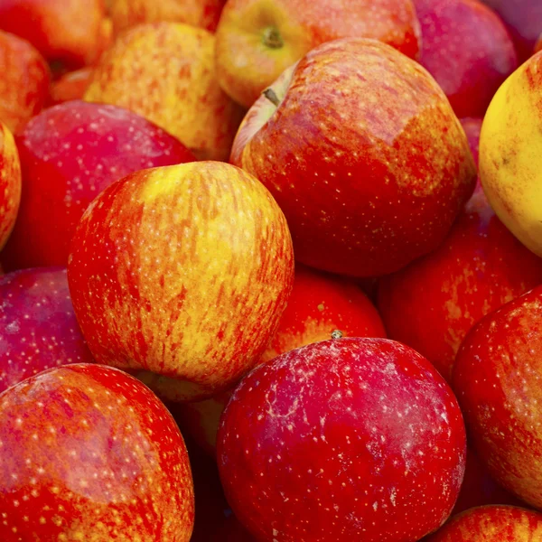 Röd mogen och gult äpple — Stockfoto