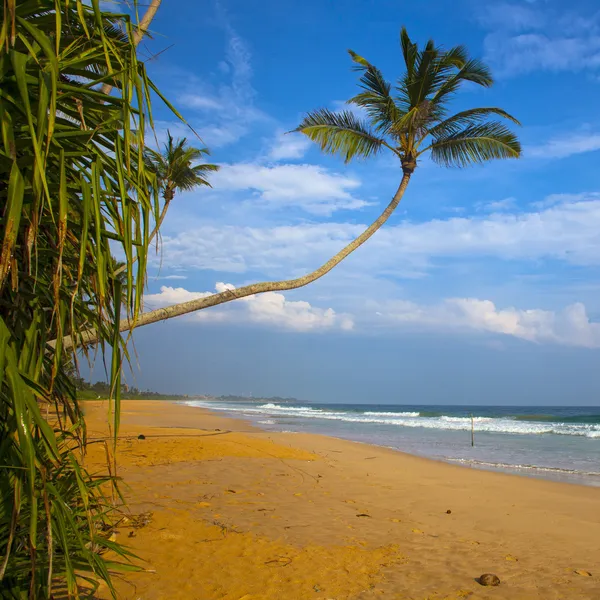 Тропічний пляж — стокове фото