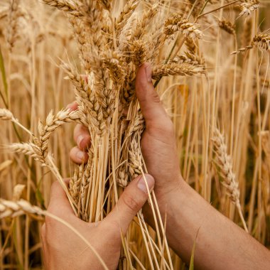 elleri kulaklarında buğday
