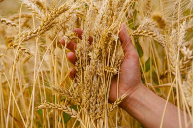 dokunmatik buğday kulak verin