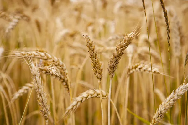 Tarweveld — Stockfoto