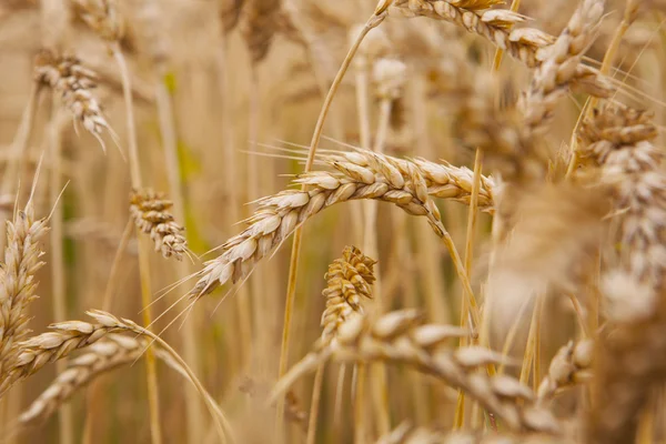 Tarweveld — Stockfoto