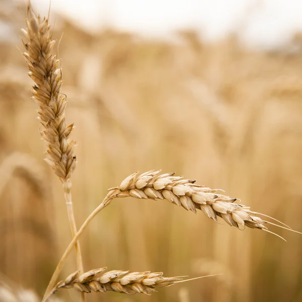 Tarweveld — Stockfoto