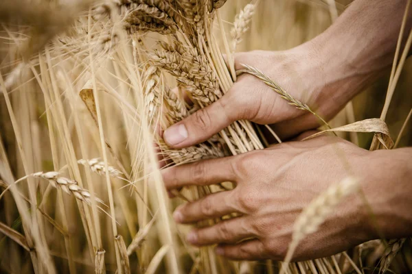 Пшеничные уши в руках — стоковое фото