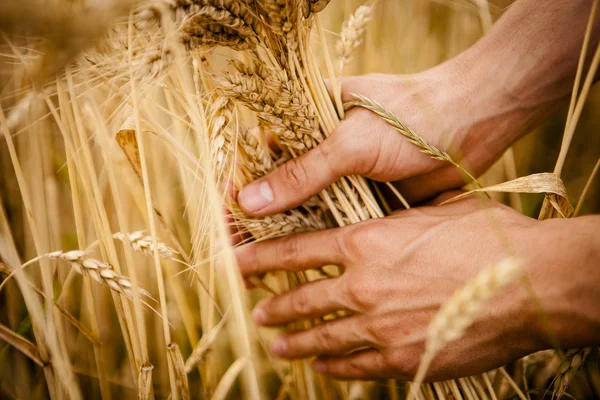 Tarwe oren in de handen — Stockfoto