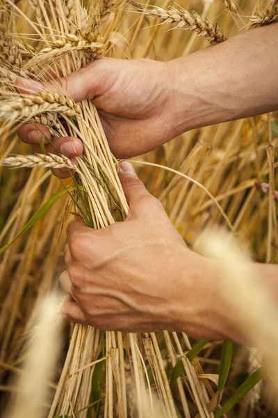 Orejas de trigo en las manos — Foto de Stock