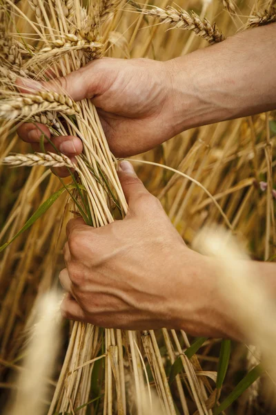 Oreilles de blé dans les mains — Photo