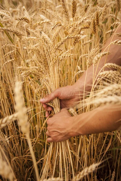 Oreilles de blé dans les mains — Photo