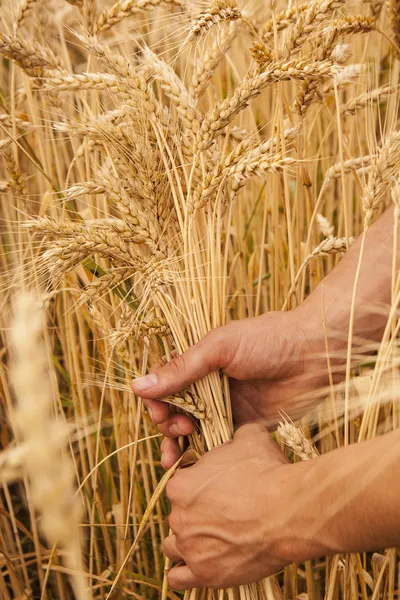 Tarwe oren in de handen — Stockfoto