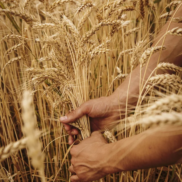 Oreilles de blé dans les mains — Photo