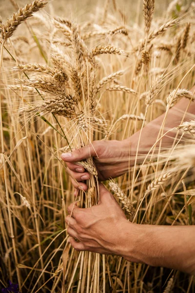 Uši pšenice v rukou — Stock fotografie