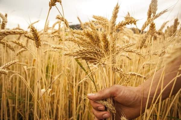 手のタッチの小麦の穂 — ストック写真