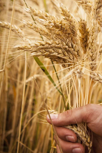 Hand aanraking tarwe oren — Stockfoto