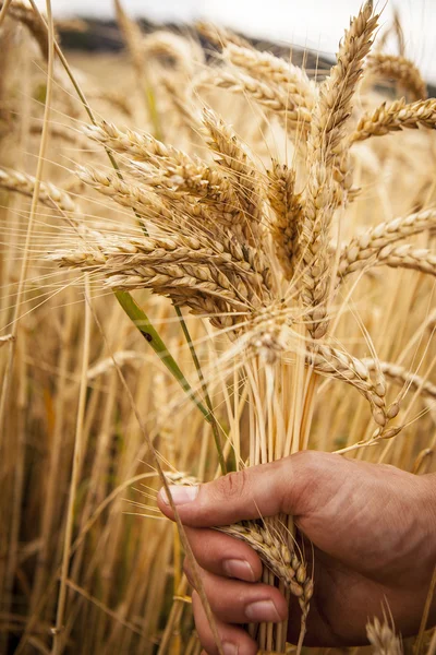 Hand berühren Weizenähren — Stockfoto
