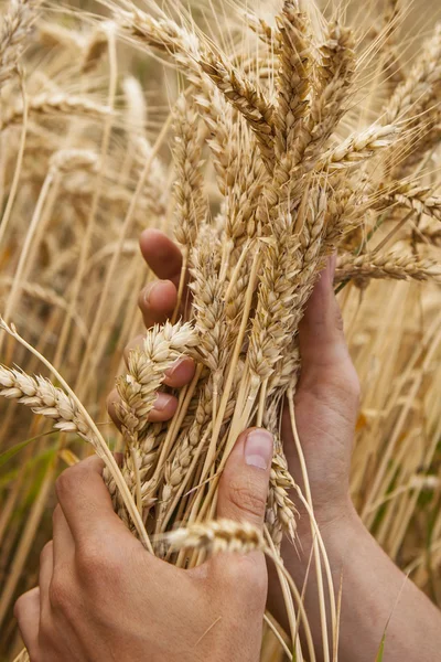 Wheat ears in the hands — Stock Photo, Image