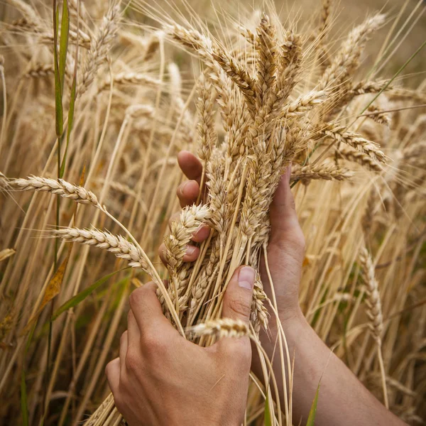 手の中に小麦の穂 — ストック写真