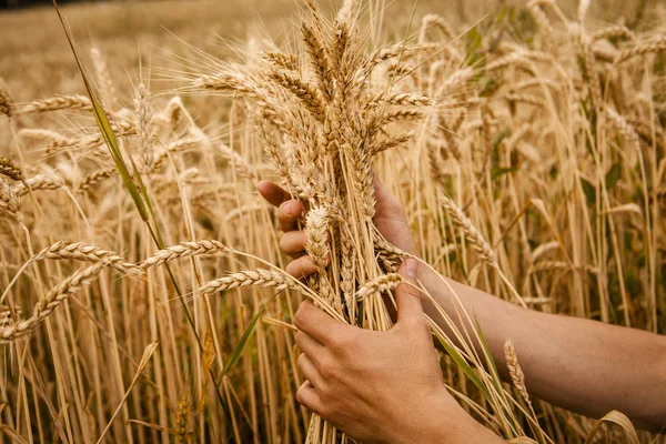 Orelhas de trigo nas mãos — Fotografia de Stock