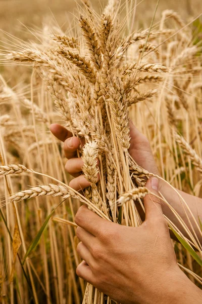 Oreilles de blé dans les mains — Photo