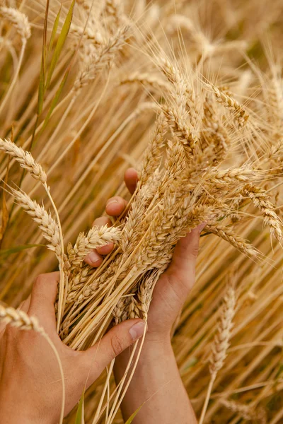 Uši pšenice v rukou — Stock fotografie