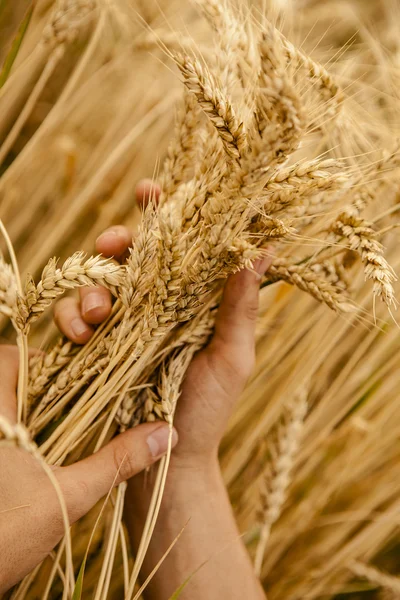 Orejas de trigo en las manos — Foto de Stock