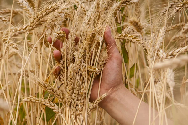 Hand touch wheat ears — Stock Photo, Image