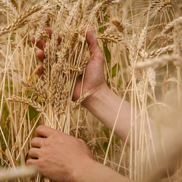 Tarwe oren in de handen — Stockfoto