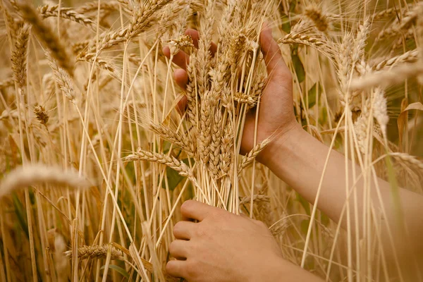 Orejas de trigo en las manos — Foto de Stock