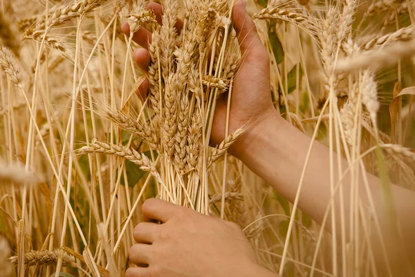 หูข้าวสาลีในมือ — ภาพถ่ายสต็อก