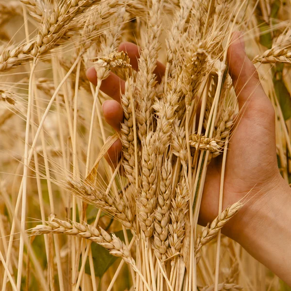 Mano tocar espigas de trigo — Foto de Stock