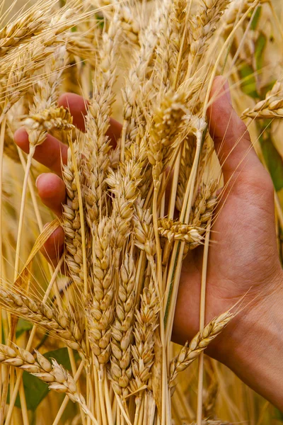 Hand touch wheat ears — Stock Photo, Image