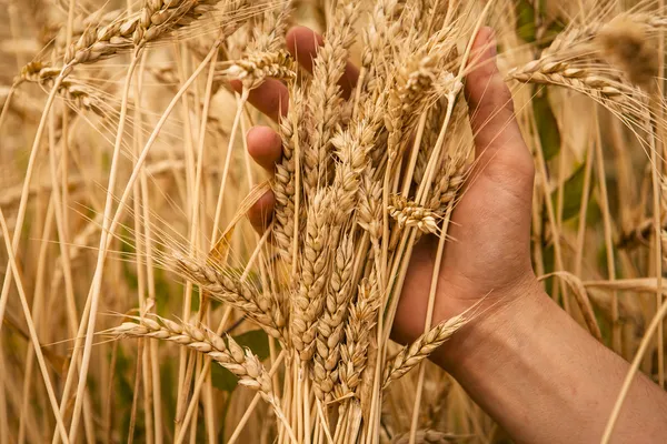 Mão tocar orelhas de trigo — Fotografia de Stock