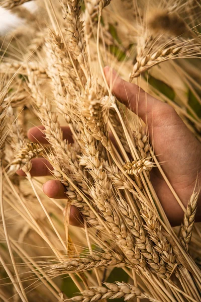 Mano tocar espigas de trigo — Foto de Stock