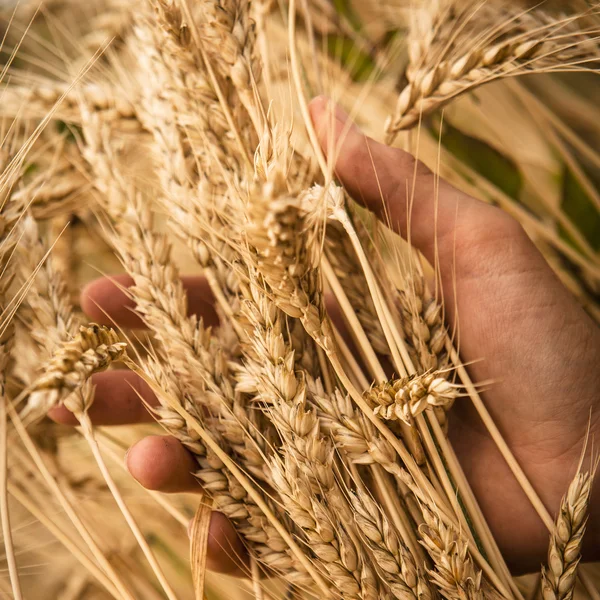 Uši pšenice dotek ruky — Stock fotografie