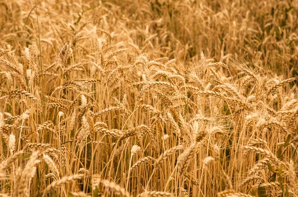 Tarweveld — Stockfoto