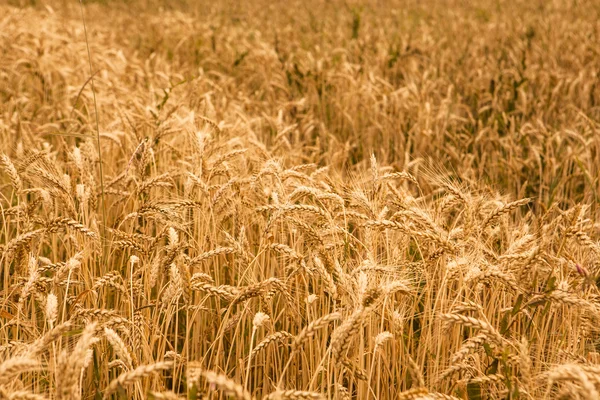 Tarweveld — Stockfoto