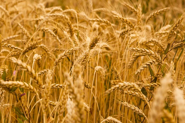 Tarweveld — Stockfoto