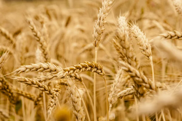 Campo de trigo — Fotografia de Stock