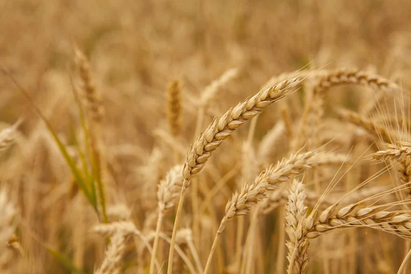 Wheat field — Stock Photo, Image