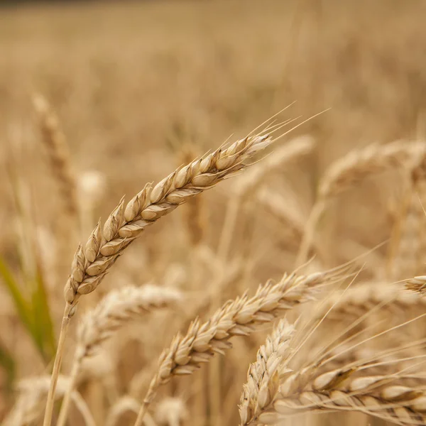 Tarweveld — Stockfoto