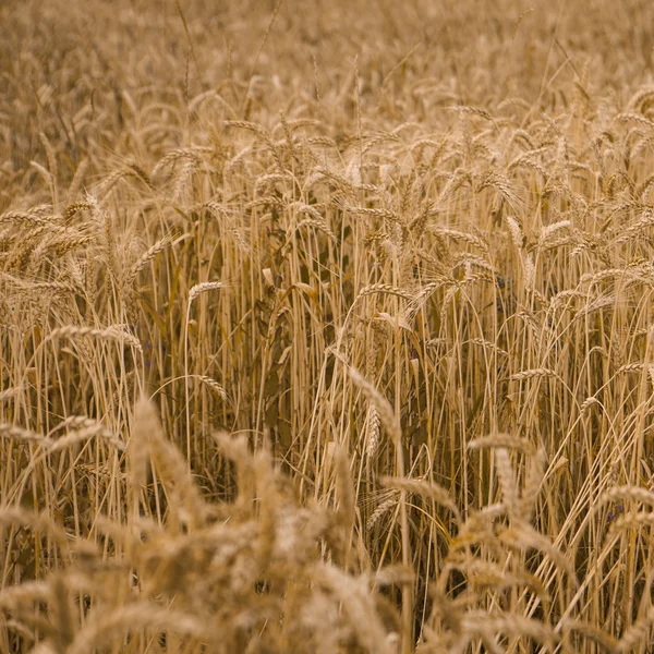 Tarweveld — Stockfoto