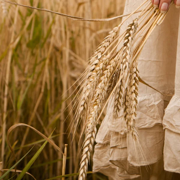 Las espigas maduras el trigo en las manos femeninas —  Fotos de Stock