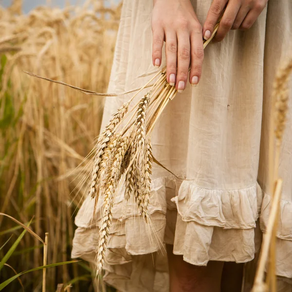 Спелые уши пшеницы в руках женщины — стоковое фото