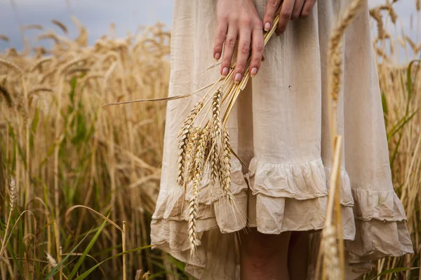 Las espigas maduras el trigo en las manos femeninas — Foto de Stock